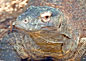Photo : Varan de Komodo, Varanus komodensis.