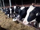 Canada’s dairy industry is stumbling block to NAFTA deal, not Trump or...