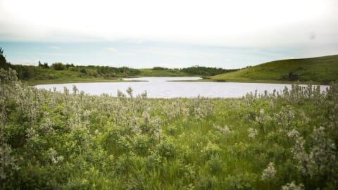 La zone protégée à l'est du lac Buffalo en Alberta.