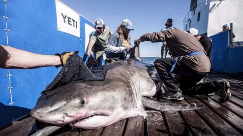 Un requin blanc se fait identifier par des chercheurs.