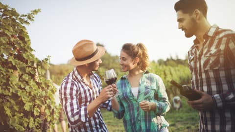 Trois touristes visitent un vignoble