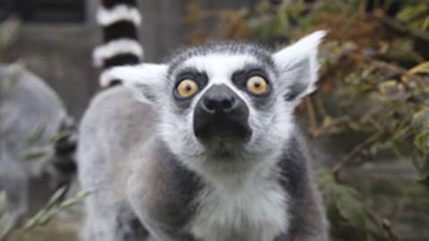 Ils sont mignons, drôles et attachants. Les primates de Madagascar débarquent dans nos écrans pour le prochain mois avec Caméra Explora. 