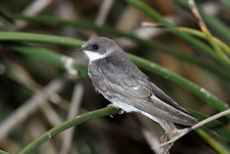 Photograph of a juvenile tree swallow perched atop a plant stem