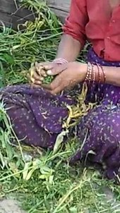File:Récolte de la résine de cannabis, Uttarakhand, Inde 288x512.ogv