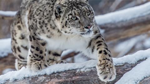 Un léopard des neiges marche dans le bois.