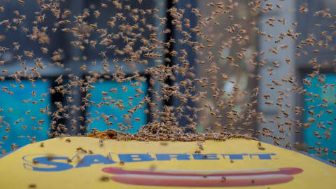 Des centaines d'abeilles sont posées et volent autour d'un parasol. 