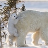 Les ours polaires disposent de plusieurs attributs pour s'adapter au froid.