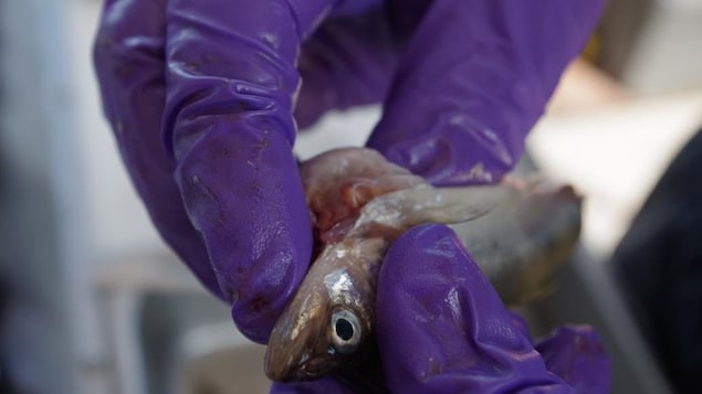 Un scientifique examine un poisson en laboratoire.