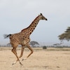 Une girafe dans le Parc National d'Amboseli au Kenya