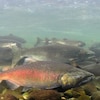 Gros plan sur un saumon gris avec une grande tâche rose-orange sur lui. On voit d'autres poissons derrière lui. 