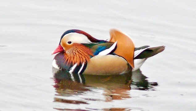Un canard mandarin sur l'eau avec un plumage coloré. 