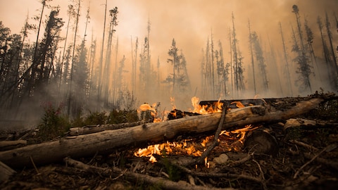 Des flammes brûlent des troncs d'arbres le long d'un chemin forestier près de Fort St. James