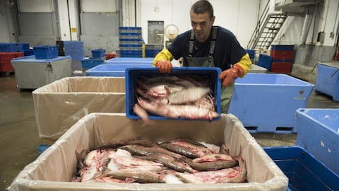 Un travailleur tient un bac rempli de poisson dans une usine. 