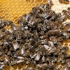 Plusieurs abeilles dans une ruche.