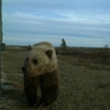 Un ours dans un paysage subarctique.