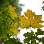 5 Orte mit fantastischen Herbstfarben in BC 
