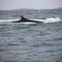Auf Tuchfühlung mit Walen in New Brunswick