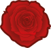 A red rose, symbol associated with social democracy
