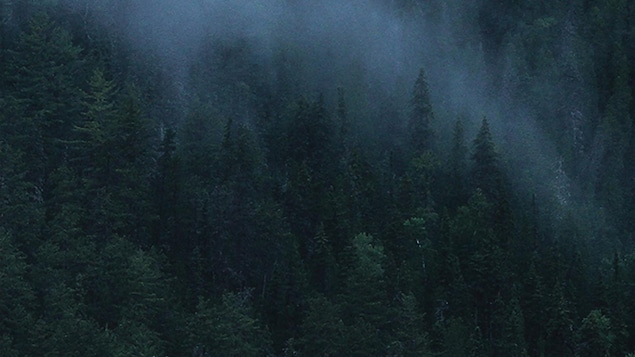Photo d'un paysage d'une forêt de sapins dans la brume. 