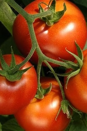 Au Québec, la tomate est cultivée toute l'année sous serre ou en plein champ durant la belle saison. Au Québec, la tomate est cultivée toute l'année sous serre ou en plein champ durant la belle saison. Crédit: iStock 