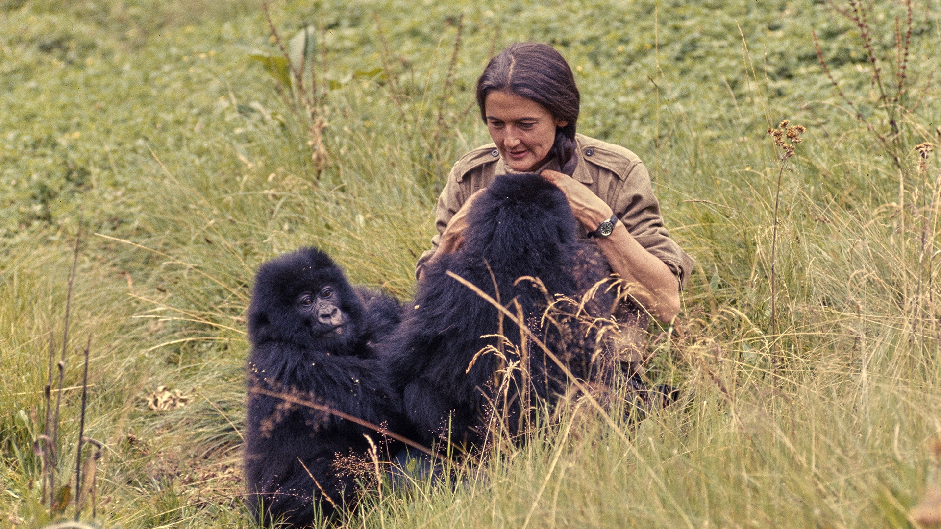 Louis Leakey selected three women to study the great apes, they inspire others today