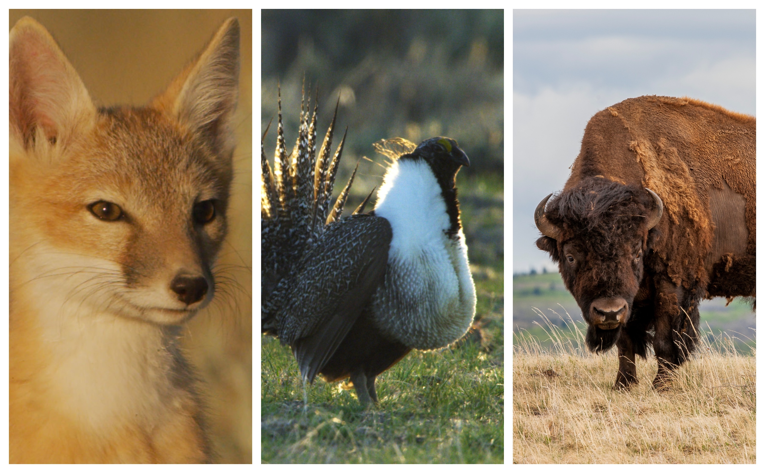 Ferrets, foxes and the fringed orchid: Species that suffer when grasslands are threatened