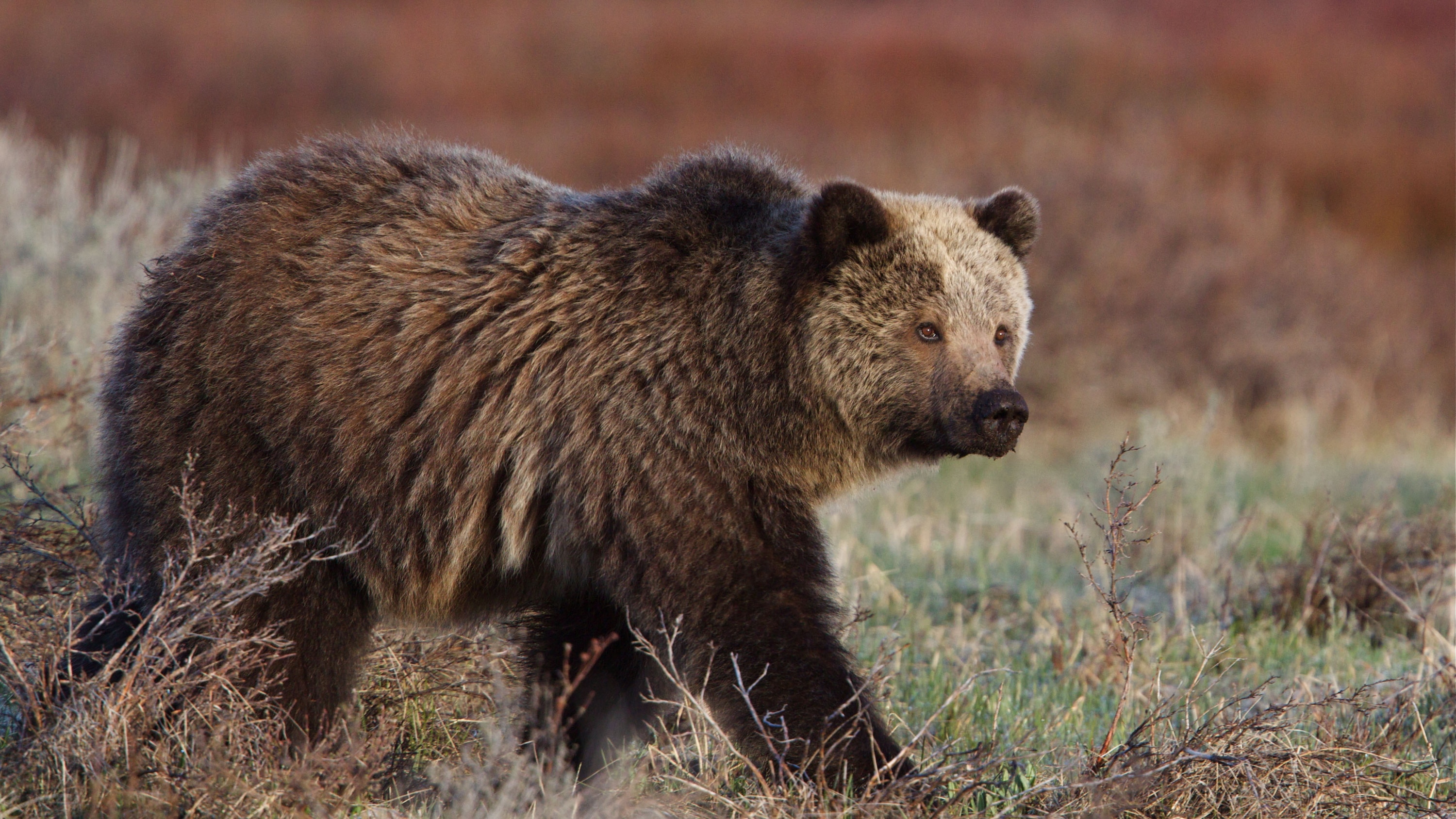 How to be good neighbours with grizzly bears