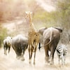 Une girafe, un éléphant, un zèbre et d'autres animaux marchent dans la savane. 