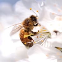 Gros plan sur une abeille dans un bouquet de fleurs blanches.