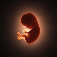 Illustration montrant un embryon humain.