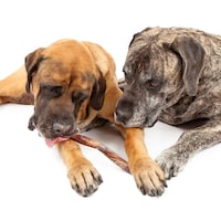 Deux grands chiens partagent une friandise séchée en forme de bâton.
