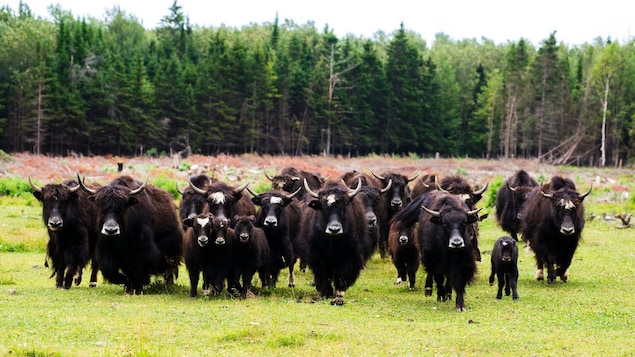 Des yacks dans un champ bordé par la forêt.
