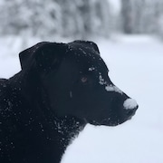Un chien noir dont le museau est couvert de neige.