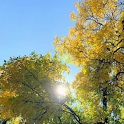 Photo du soleil qui perce à travers le feuillage des arbres.