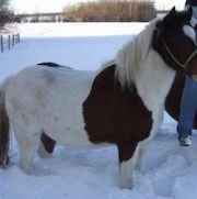 Un petit cheval blanc et brun dans la neige. 