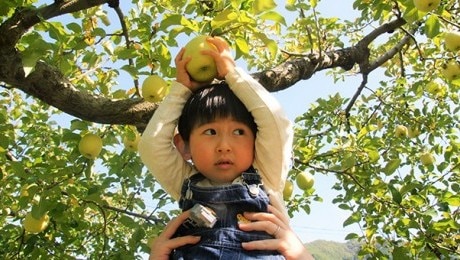 farm-autumn-fruit-apple-grove-child-harvesting-boy-apple-tree-kid-harvest-harvest-apples-picking_t20