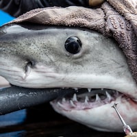 Un requin avec un bâton dans la bouche, hors de l'eau, avec une serviette entourant sa tête.