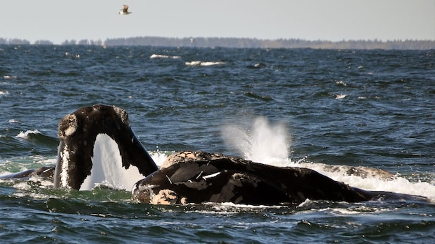 Des baleines noires de l’Atlantique Nord.