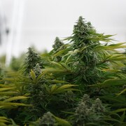 Des plants de cannabis cultivés en serre