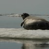 Un phoque barbu sur la glace