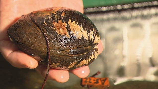 Le Quahog nordique est un coquillage, un mollusque qui peut vivre facilement jusqu'à 200 ans.