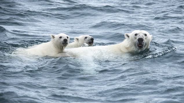Les oursons suivent l'ours polaire.