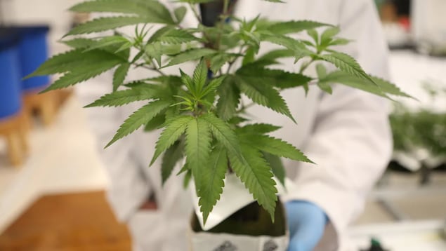 Gros plan sur un plant de cannabis tenu par une personne dans un laboratoire.