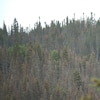 Les ravages de la tordeuse des bourgeons de l'épinette sont bien visibles dans les forêts.