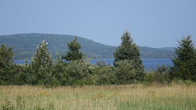 Des arbres et un terrain vague, où seront construites les nouvelles résidences, qui donnent une vue sur le lac Matapédia. 