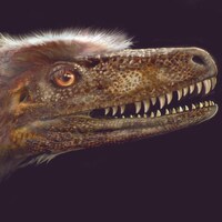 Reconstitution de l'apparence de la tête du Saurornitholestes langstoni.