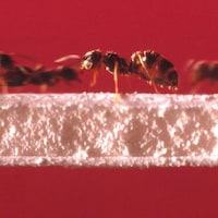 Des fourmis se déplacent sur un pont.