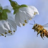 Une abeille s'approche d'une fleur.