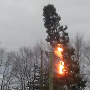 Un arbre en feu.