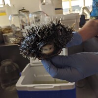 Un poisson porcin tacheté dans un laboratoire.
